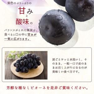 ふるさと納税 紀州和歌山産 ピオーネ 約2kg...の詳細画像4