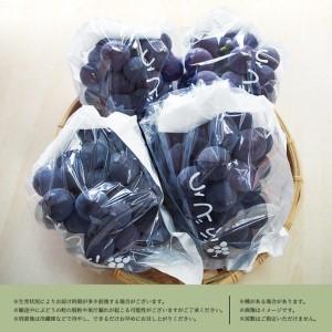 ふるさと納税 紀州和歌山産 ピオーネ 約2kg...の詳細画像3