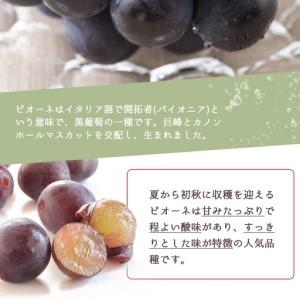 ふるさと納税 紀州和歌山産 ピオーネ 約2kg...の詳細画像2