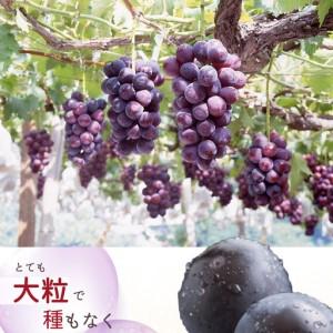 ふるさと納税 紀州和歌山産 ピオーネ 約2kg...の詳細画像3