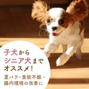ふるさと納税 【12回定期便】ワンワン 甘酒 ...の詳細画像1