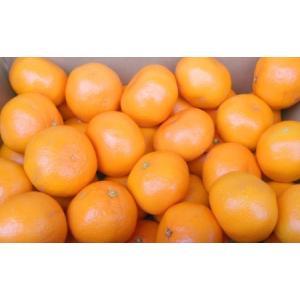 ふるさと納税 【規格外品】 みかん ご家庭用 ...の詳細画像1