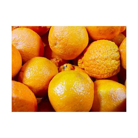 ふるさと納税 【規格外品】 不知火 (デコポンと同品種) ご家庭用 約4kg サイズ不選別 しらぬい...