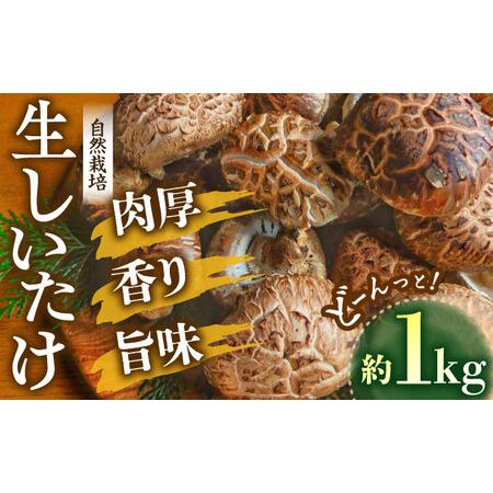 ふるさと納税 【先行予約】【11月から順次発送】自然栽培！ひじかわの原木生椎茸 約1kg　愛媛県大洲...