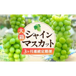 ふるさと納税 大箱シャインマスカット3ヶ月連続定期便 香川県三豊市