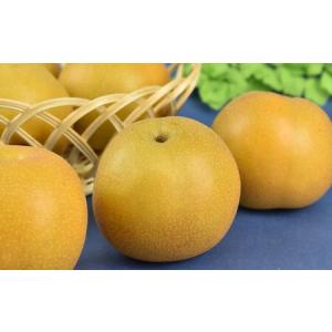 ふるさと納税 市川のブランド梨「豊水」大玉　約3kg（5〜8玉）　【12203-0039】 千葉県市川市