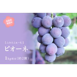 ふるさと納税 ピオーネ 約1kg　9月出荷予定＜2026年収穫分・数量限定＞ 鳥取県南部町