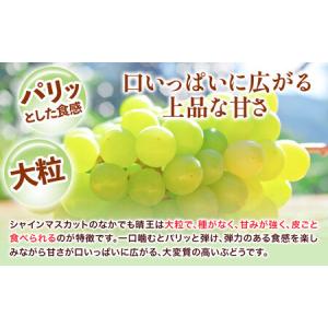 ふるさと納税 【2026年先行予約】ニューピオ...の詳細画像3