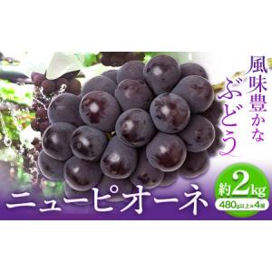 ふるさと納税 【2026年先行予約】ニューピオーネ 1房480ｇ以上 約2kg ４房 株式会社山博(中本青果)《2026年8月下旬-10上旬頃出荷》岡山県 浅口市.. 岡山県浅口市