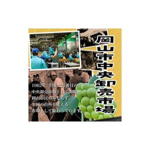 ふるさと納税 【2026年先行予約】ニューピオ...の詳細画像1