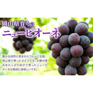 ふるさと納税 【2026年先行予約】ニューピオ...の詳細画像2
