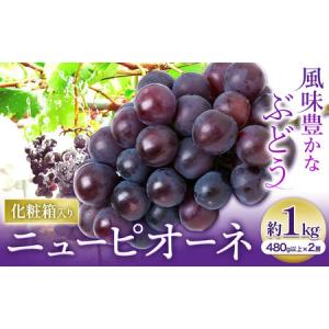 ふるさと納税 【2026年先行予約】ニューピオーネ 1房480ｇ以上 約1kg 2房 化粧箱入り 株式会社山博(中本青果)《2026年8月下旬-10上旬頃出荷》岡.. 岡山県浅口市