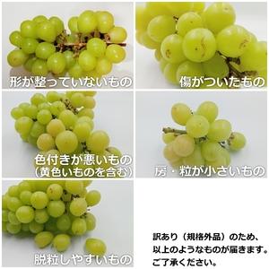 ふるさと納税 【2026年発送】山形のぶどう(...の詳細画像2
