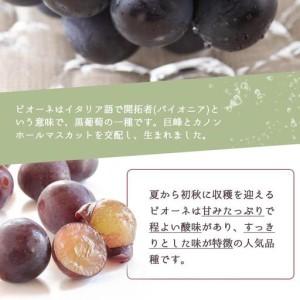 ふるさと納税 ピオーネ 約2kg 紀州和歌山 ...の詳細画像2