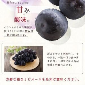 ふるさと納税 ピオーネ 約2kg 紀州和歌山 ...の詳細画像4