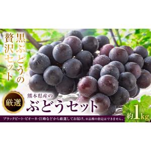 ふるさと納税 【先行予約】厳選 熊本県産のぶどうセット 約1kg 品種おまかせ ブラックビート ピオーネ 巨峰 【メロンドーム】 有限会社七城町特.. 熊本県菊池市