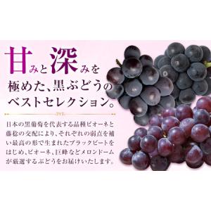 ふるさと納税 【先行予約】厳選 熊本県産のぶど...の詳細画像3