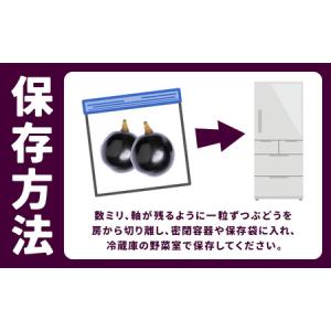 ふるさと納税 【先行予約】厳選 熊本県産のぶど...の詳細画像4