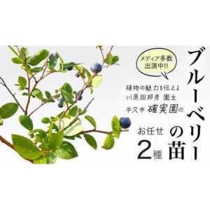 本榊 定期便 1対（2本）毎月2回 （1日 15日）1年間契約 : フローラ