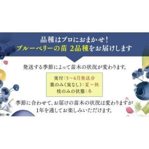 ふるさと納税 ブルーベリー の 苗 2品種セッ...の詳細画像1