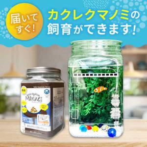 ふるさと納税 水槽 カクレクマノミ飼育セット(...の詳細画像1