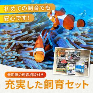 ふるさと納税 水槽 カクレクマノミ飼育セット(...の詳細画像2