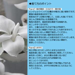 ふるさと納税 【2026年10月下旬発送開始予...の詳細画像1