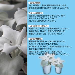 ふるさと納税 【2026年10月下旬発送開始予...の詳細画像2