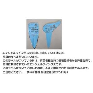 ふるさと納税 【2026年10月下旬発送開始予...の詳細画像3