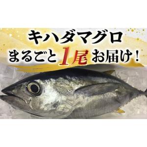 ふるさと納税 008-57 鹿児島近海キハダマグロ1尾 鹿児島県南九州市
