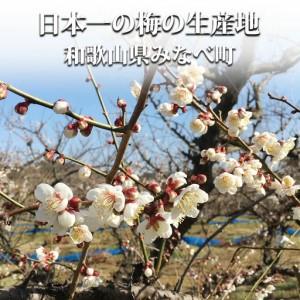 ふるさと納税 【甘くてフルーティー】愛ちゃんの...の詳細画像1