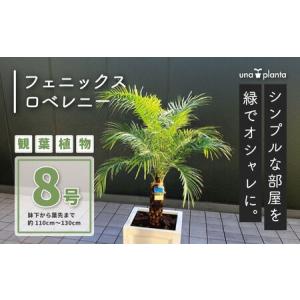 ふるさと納税 観葉植物 フェニックスロベレニー ロベ 8号（鉢下から葉先まで約H110cm〜130cm）041-01-1 観葉植物 神奈川県秦野市