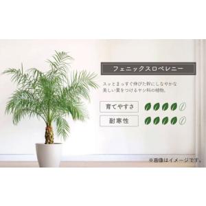 ふるさと納税 観葉植物 フェニックスロベレニー...の詳細画像1