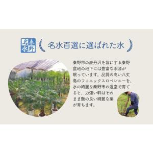 ふるさと納税 観葉植物 フェニックスロベレニー...の詳細画像2