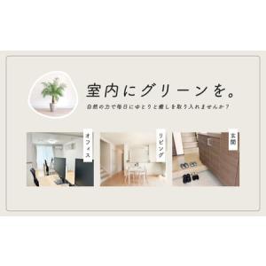ふるさと納税 観葉植物 フェニックスロベレニー...の詳細画像3