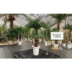 ふるさと納税 観葉植物 フェニックスロベレニー...の詳細画像4