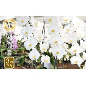 ふるさと納税 アヤセ洋蘭 コチョウラン 白 ３本立ち 胡蝶蘭 花 植物 観葉植物 全国洋蘭品評会農林水産大臣賞 神奈川県綾瀬市
