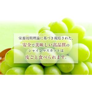 ふるさと納税 長崎県産 シャインマスカット 約...の詳細画像3