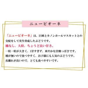 ふるさと納税 ぶどう 2026年 先行予約 ニ...の詳細画像1