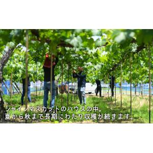 ふるさと納税 ぶどう 2026年 先行予約 果...の詳細画像2