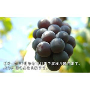 ふるさと納税 ぶどう 2026年 先行予約 果...の詳細画像4