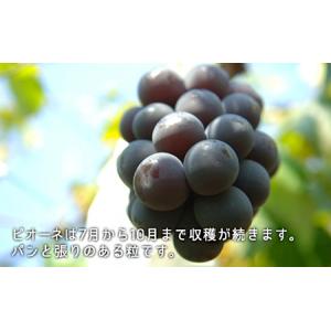 ふるさと納税 桃 ぶどう 2026年 白桃 晩...の詳細画像4