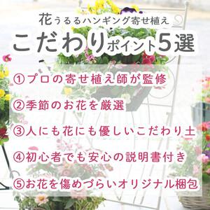 ふるさと納税 D015花うるるおまかせ寄せ植え...の詳細画像2