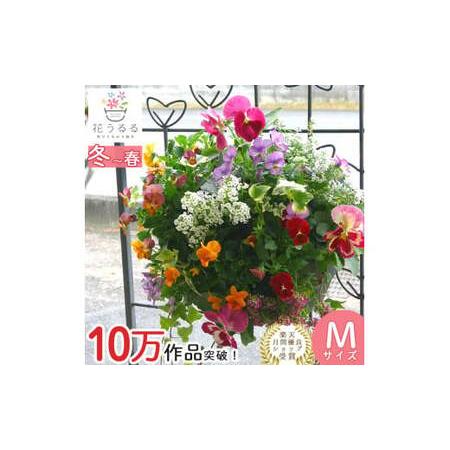 ふるさと納税 D086 パンジー＆ビオラの花うるるハンギング寄せ植え「カシスオレンジ Ｍサイズ」 山...