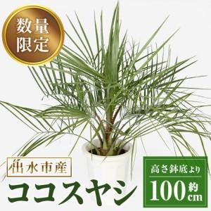 ふるさと納税 i906 ＜毎月数量限定＞ココスヤシ(鉢底より高さ約100cm) 【kurk PLANT LEATHER】 鹿児島県出水市
