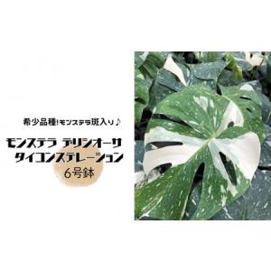 ふるさと納税 モンステラ デリシオーサ タイコンステレーション 6号鉢 茨城県常総市