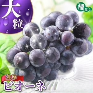 ふるさと納税 ピオーネ 種なしピオーネ 約2.8kg 【甘さとみずみずしさが自慢】【2026年8月下旬〜9月中旬頃発送予定】 / ピオーネ 種なしピ.. 和歌山県かつらぎ町