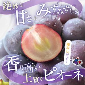ふるさと納税 ピオーネ 種なしピオーネ 約2....の詳細画像1