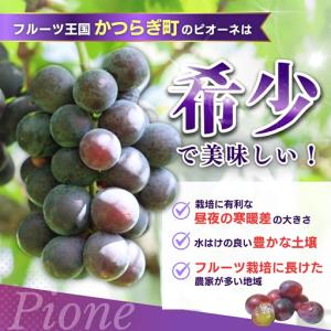 ふるさと納税 ピオーネ 種なしピオーネ 約2....の詳細画像2