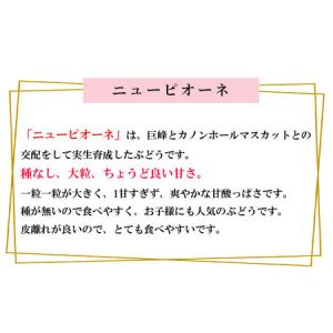 ふるさと納税 ぶどう 2026年 先行予約 ニ...の詳細画像1